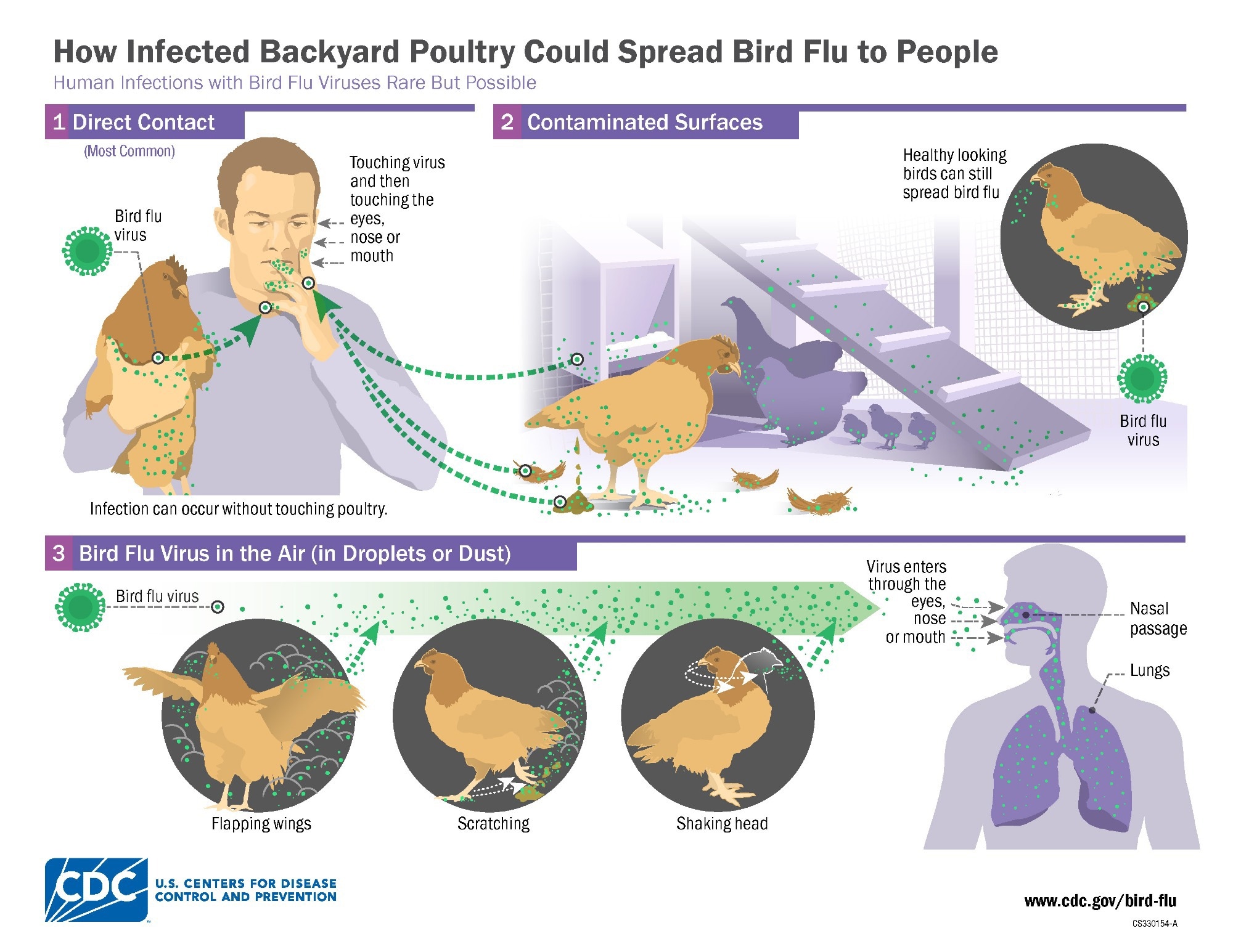 La protéine humaine MxA restreint le H5N1, mais les mutations du virus sonnent l'alarme