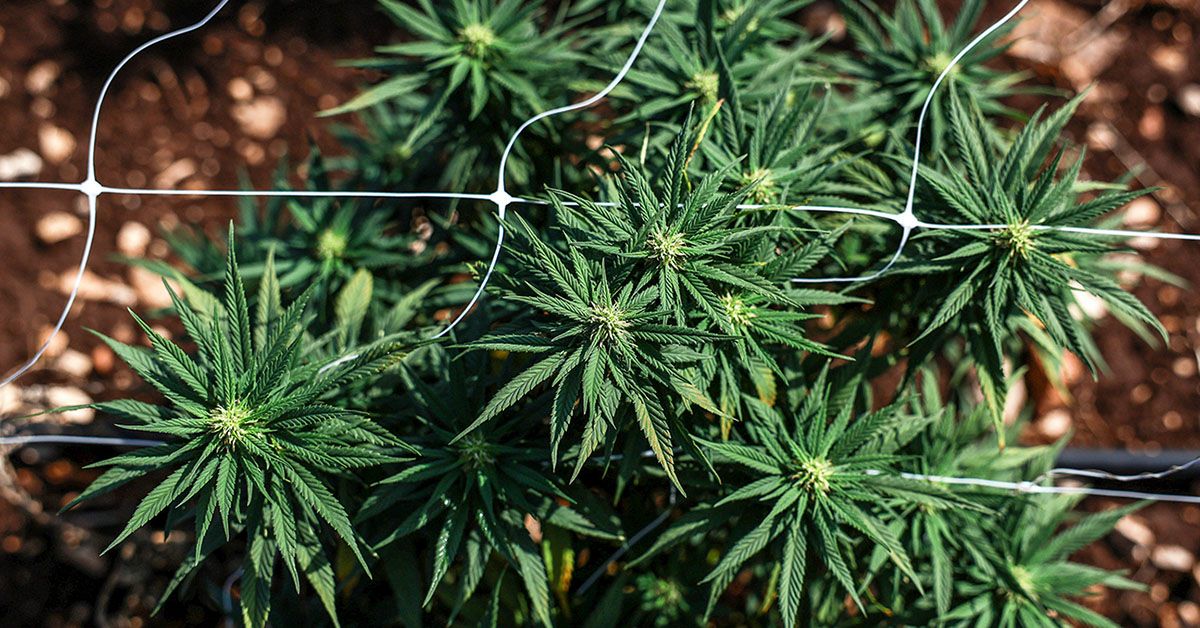 Le cannabis peut-il affecter la mémoire? La plus grande étude à ce jour