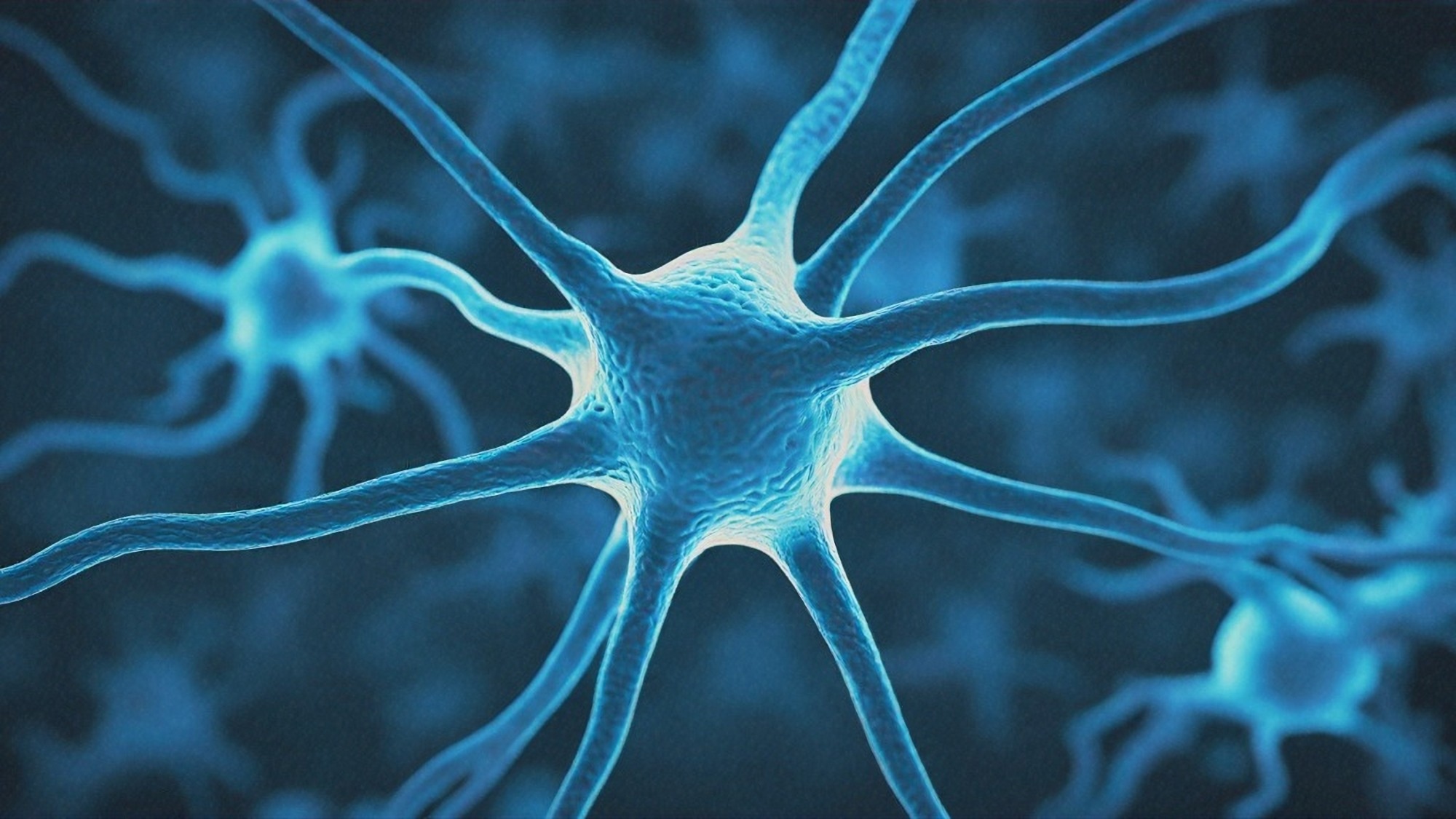 Une étude relie les neurones de l'hippocampe à l'obésité et aux habitudes alimentaires