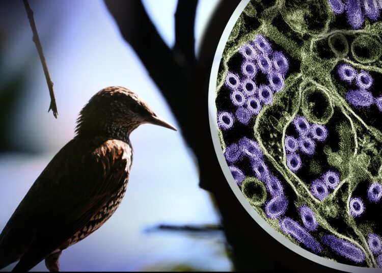 Dispatch: Comparison of Contemporary and Historic Highly Pathogenic Avian Influenza A(H5N1) Virus Replication in Human Lung Organoids. Image Credit: Credit: NIAID and CDC