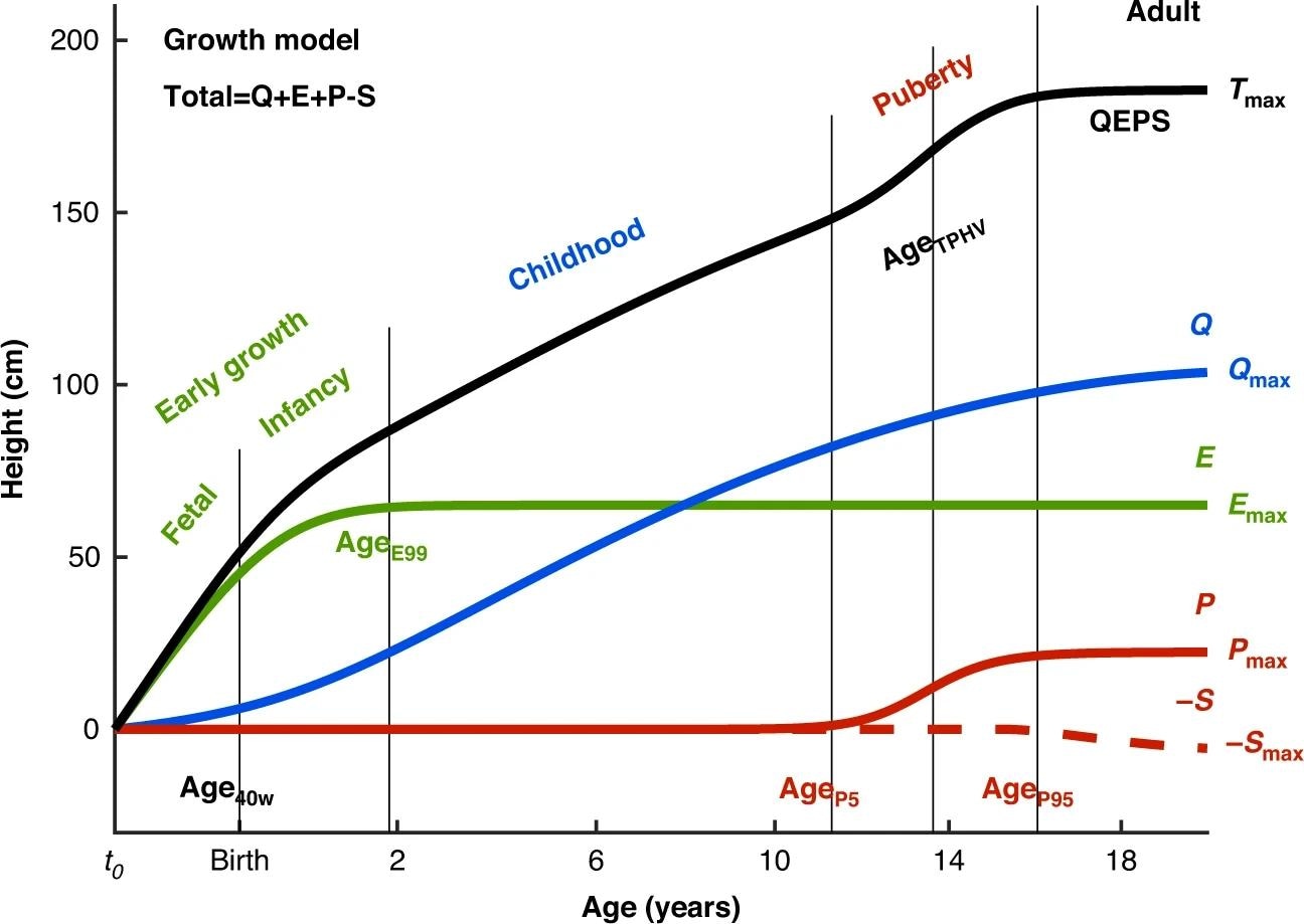 La hauteur totale (QEPS) est la somme de quatre fonctions de croissance: une fonction de croissance quadratique (Q), une fonction de croissance exponentielle négative (E), une fonction de croissance pubertaire (P) et une fonction d'arrêt (s) modélisant la fin de la croissance de la fonction Q. B = naissance, T0 = environ 6 semaines après la conception. La naissance est marquée d'une ligne verticale. L'échelle d'âge inférieure à 3 ans est étendue. Les périodes de croissance (début de vie: infandiance fœtale, enfance et puberté) sont définies par les estimations du QEPS Age 40W, Agee99, Agep5, AgetPHV et Agep95. La contribution de chaque fonction de croissance (Qmax, Emax, PMAX et SMAX) à la hauteur totale, Tmax, est illustrée à droite.