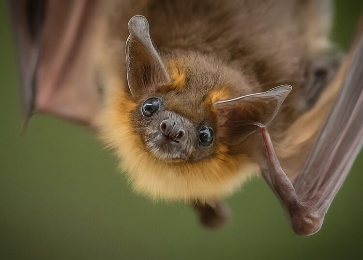 Découverte d'une nouvelle souche de grippe de chauve-souris avec potentiel pour infecter d'autres espèces