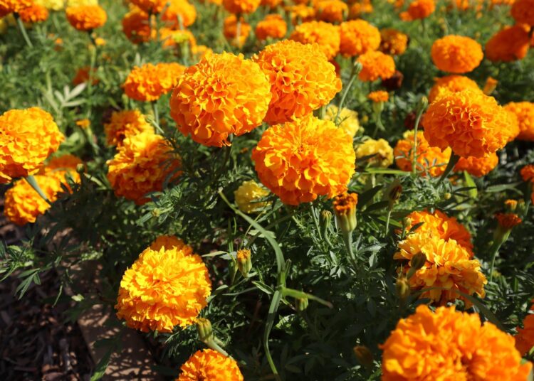 Marigold flowers or tagetes marigolds or ganda.