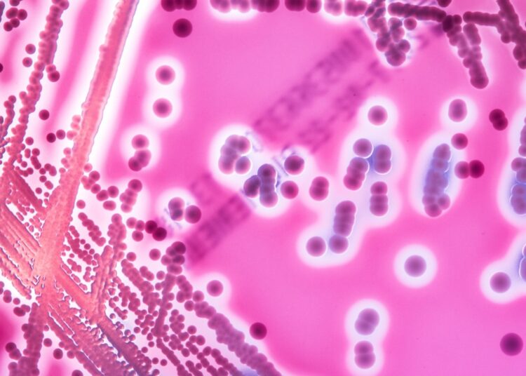 Study: The Impact of Human Salivary Amylase Gene Copy Number and Starch on Oral Biofilms. Image Credit: Stastny_Pavel / Shutterstock