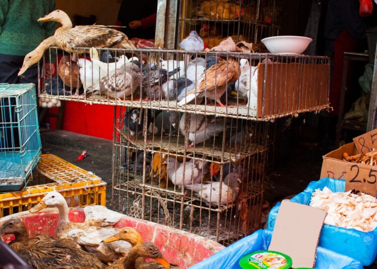 Study: Air sampling accurately captures circulating zoonotic viral diversity emerging from poultry live-animal markets. Image Credit: Jess Gregg / Shutterstock