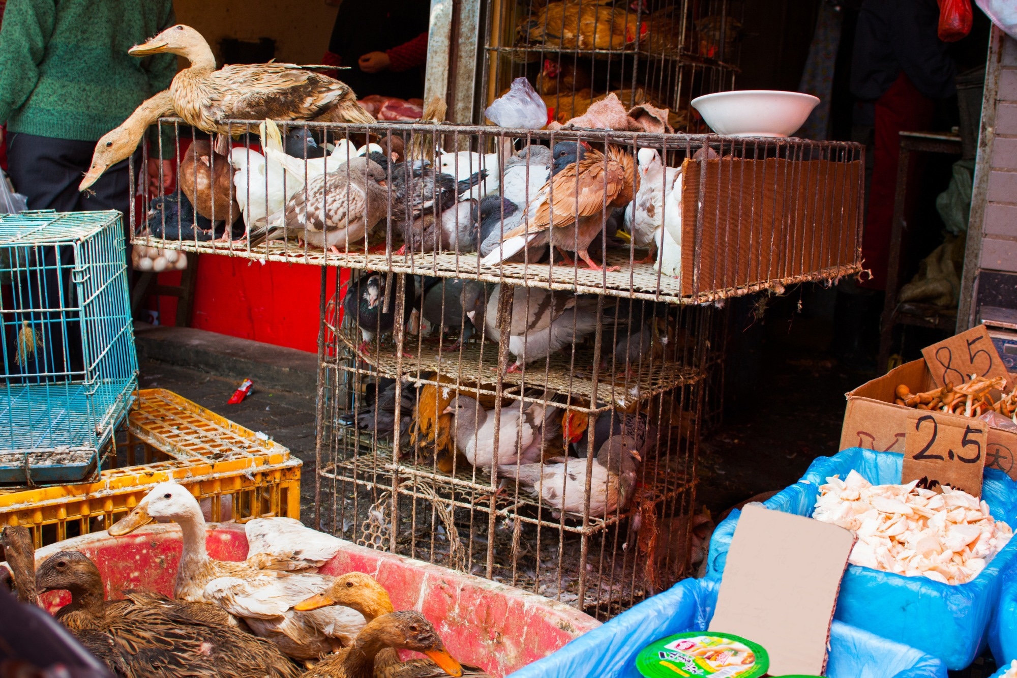 Study: Air sampling accurately captures circulating zoonotic viral diversity emerging from poultry live-animal markets. Image Credit: Jess Gregg / Shutterstock