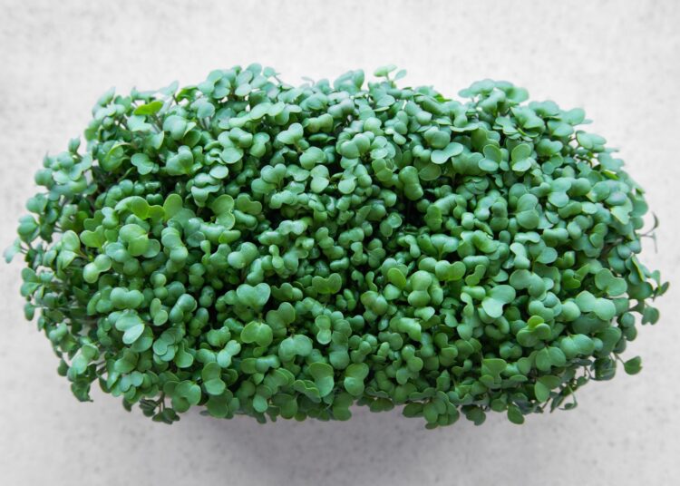 Study: Nutritional quality profiles of six microgreens. Image Credit: Olena Rudo / Shutterstock