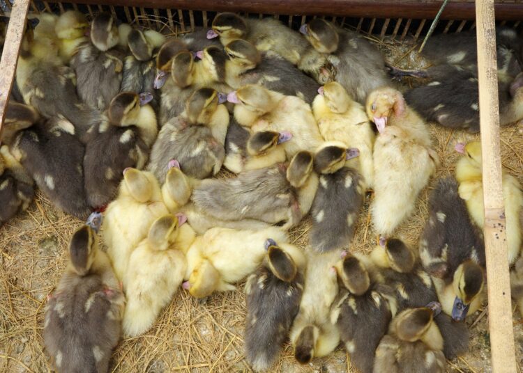 Study: Genetic data and meteorological conditions: unravelling the windborne transmission of H5N1 high-pathogenicity avian influenza between commercial poultry outbreaks. Image Credit: Handy Yu / Shutterstock