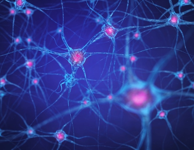 La découverte révolutionnaire révèle un rôle clé des cellules ovoïdes dans la mémoire de reconnaissance d'objets