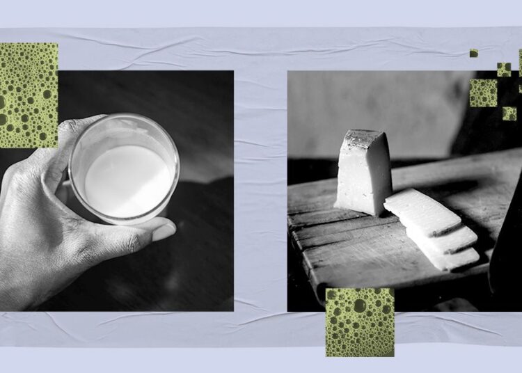 Le lait peut aider à stimuler la santé intestinale, tandis que le fromage pourrait lui faire du mal