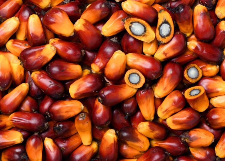 Study: Pressure on Global Forests: Implications of Rising Vegetable Oils Consumption Under the EAT-Lancet Diet. Image Credit: Photoongraphy / Shutterstock