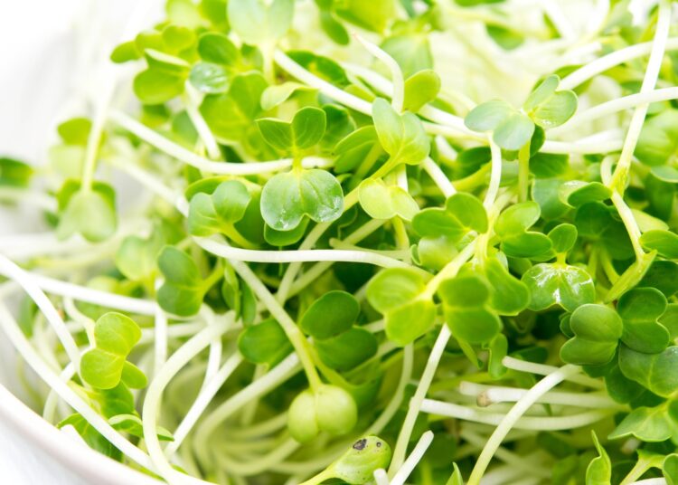 Study: Effect of broccoli sprout extract and baseline gut microbiota on fasting blood glucose in prediabetes: a randomized, placebo-controlled trial. Image Credit: ami mataraj / Shutterstock