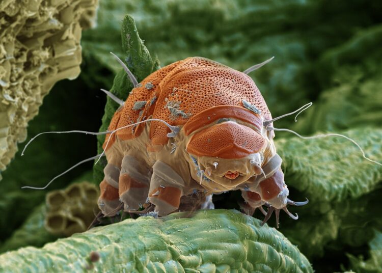 Perspective: The utility of animal models to inform the next generation of human space exploration. Image Credit: TajdidProtik / Shutterstock