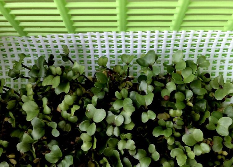 Un composé de brocoli pourrait-il réduire la glycémie?