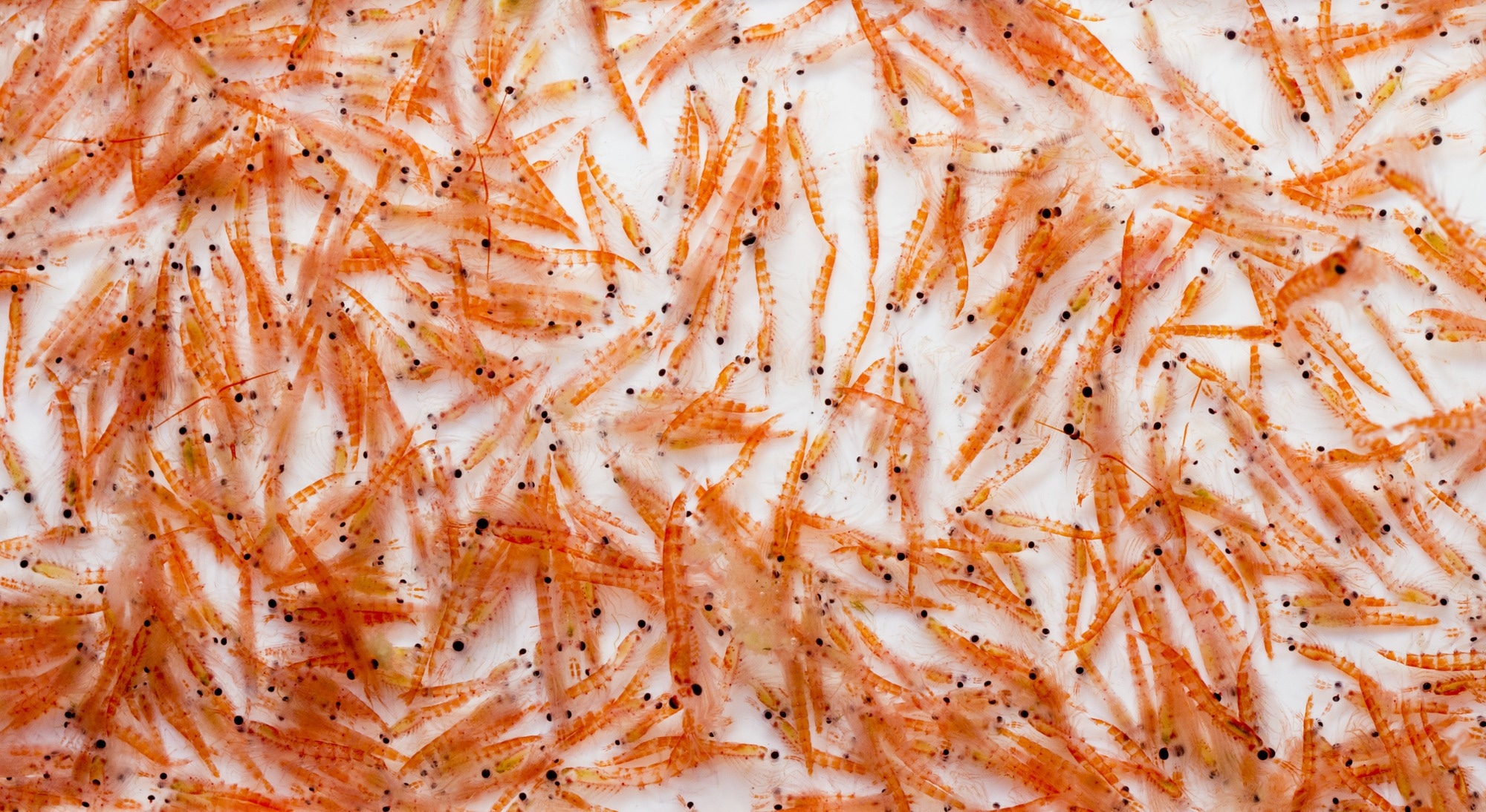 Krill antarctique (Euphausia superba). Crédit d'image: I. Noyan Yilmaz / Shutterstock