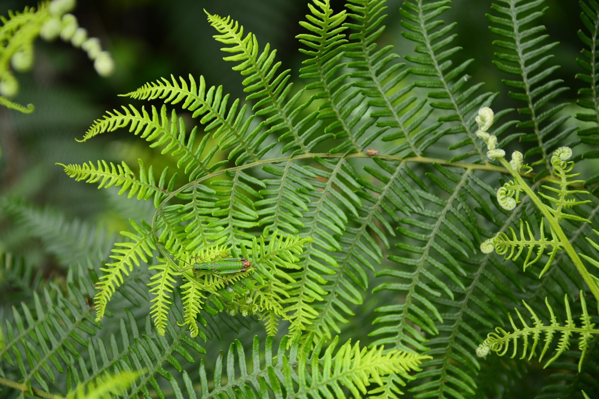 Ferme de francs (Pteridium aquilinum (L.) Kuhn). Crédit d'image: Predrag Lukic / Shutterstock