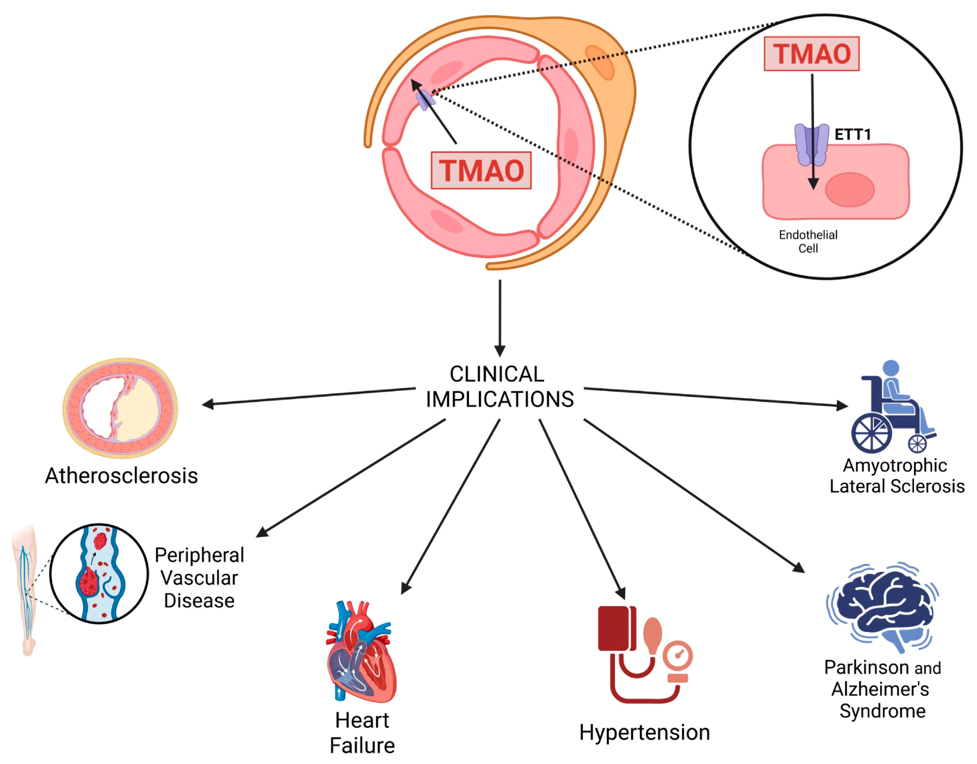 Représentation schématique du transport TMAO dans les cellules endothéliales via le transporteur endothélial TMAO (ETT) et ses implications cliniques.
