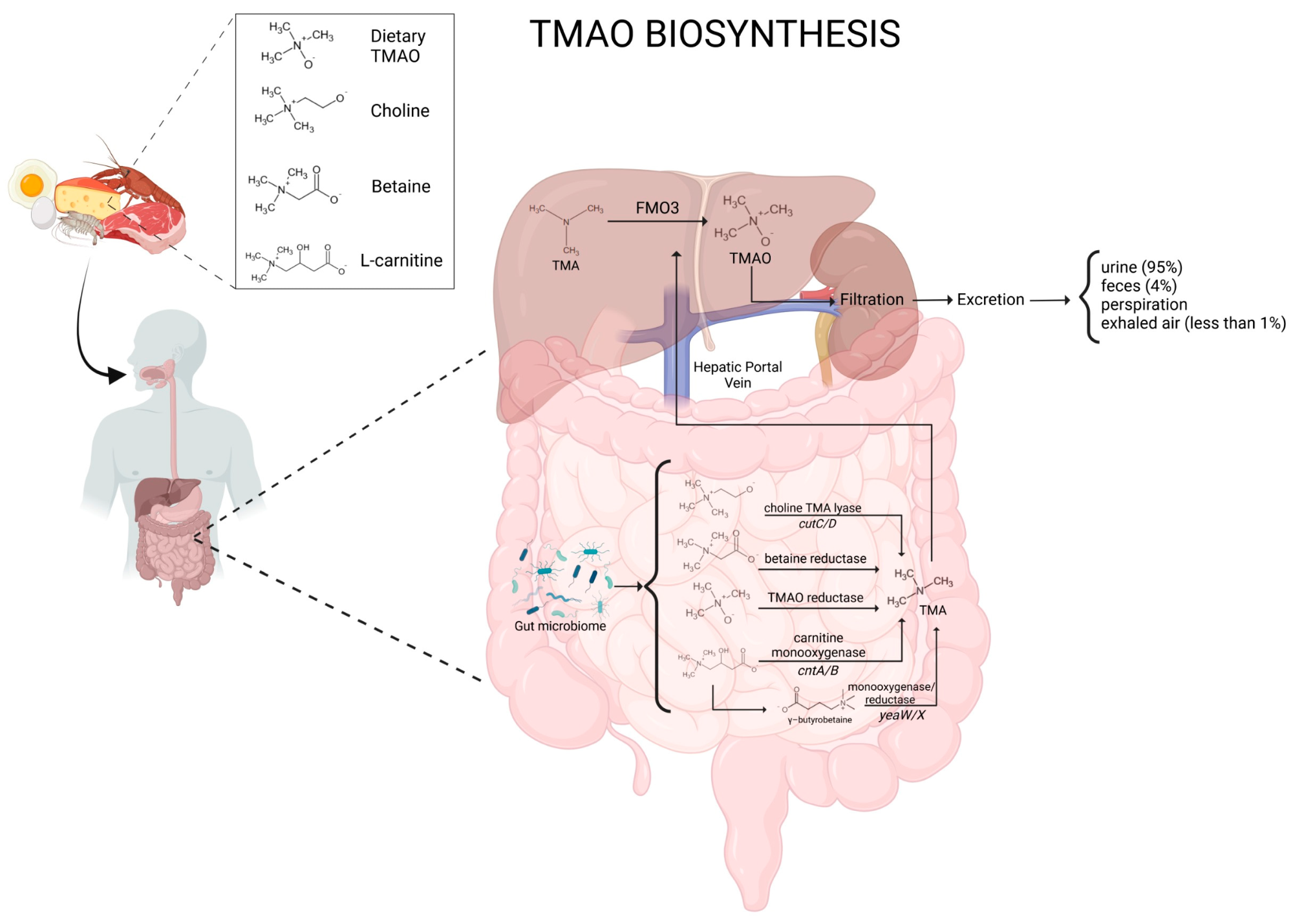 Représentation schématique de la biosynthèse et du métabolisme du TMAO.