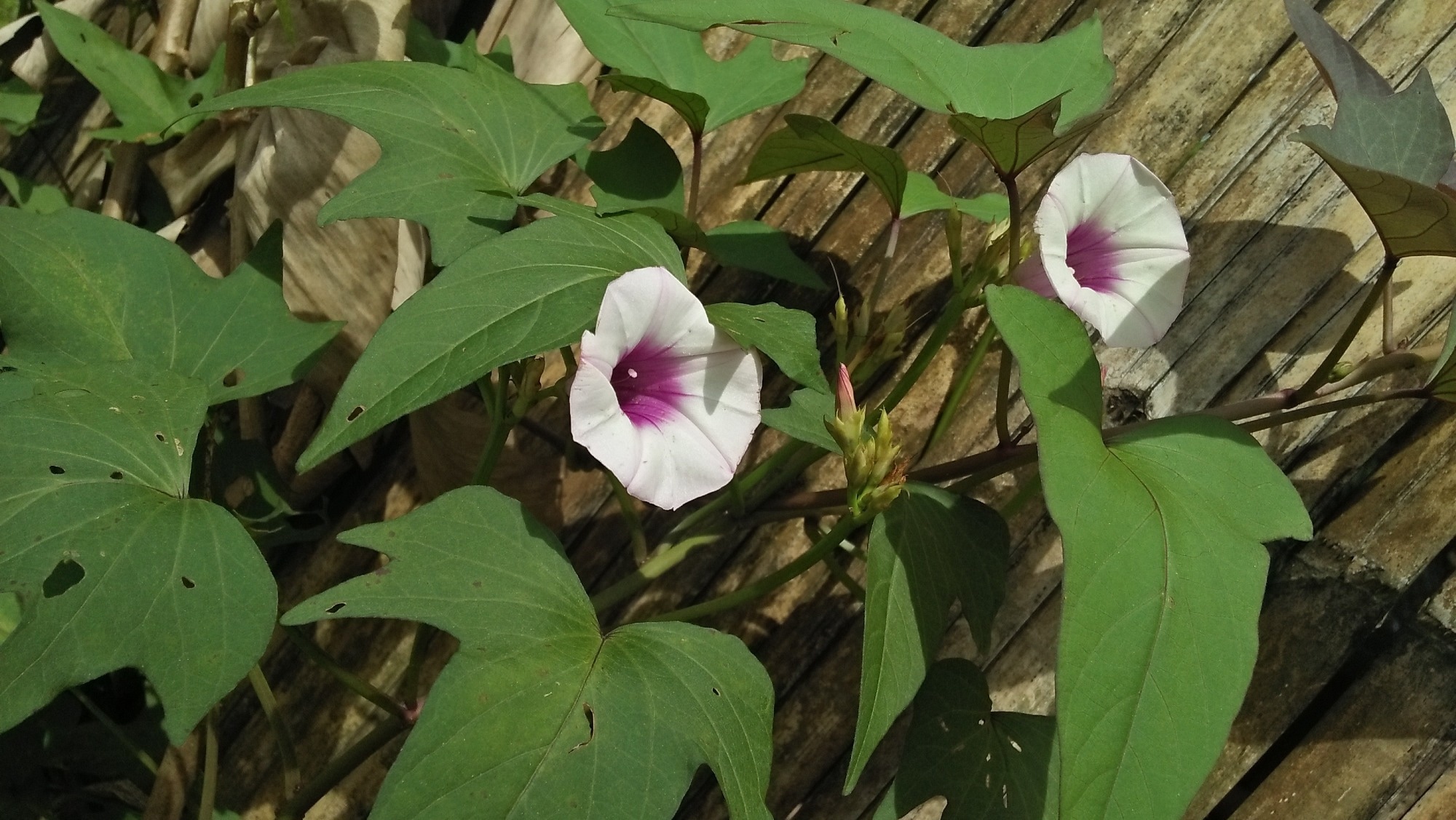 Study: Antiproliferative potential of sweetpotato in breast (BT549) and lung (A549) cancer cell lines. ​​​​​​​Image Credit: Martina Sappe