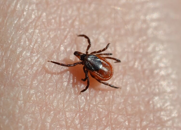 Dispatch: Alpha-Gal Syndrome after Ixodes scapularis Tick Bite and Statewide Surveillance, Maine, USA, 2014–2023. Image Credit: Aleksei Ruzhin / Shutterstock