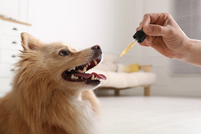 Peut-on utiliser les huiles CBD pour les animaux de compagnie ?