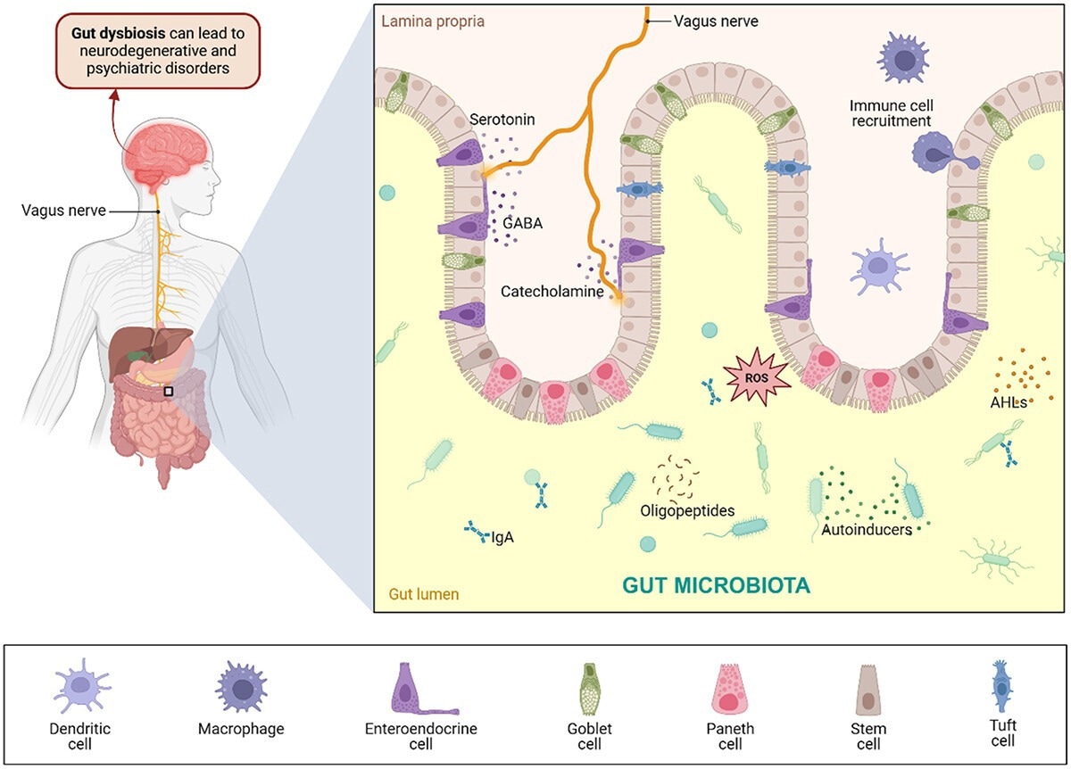 Cross-Kingdom Signalisation dans le GBA. Le microbiote intestinal libère plusieurs neuromodulateurs, tels que les neurotransmetteurs, les oligopeptides et d'autres métabolites, interagissant avec les cellules épithéliales et immunitaires. Les cellules spécialisées qui bordent l'épithélium intestinal maintiennent l'homéostasie intestinale, forment une barrière de mucus et facilitent le passage du matériau à travers les intestins. Les neurones reconnaissent également les neurotransmetteurs, qui voyagent dans le nerf vague jusqu'au cerveau. La dysbiose intestinale résultant de populations microbiennes intestinales déséquilibrées entraîne des effets immunologiques et de la neuroinflammation, entraînant éventuellement des troubles neurodégénératifs et psychiatriques. Créé avec biorender.com.