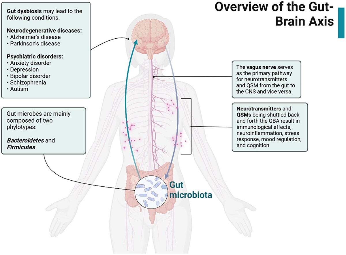 Présentation de l'axe intestinal-cerveau. Les microbes intestinaux libèrent les neurotransmetteurs et les QSM qui voyagent dans le nerf vague et influencent le SNC. En cas de dysbiose intestinale, des troubles neurodégénératifs peuvent survenir en raison de la réponse au stress, de la réponse immunologique et de la neuroinflammation. Créé avec biorender.com.