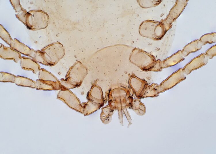 Study: The Allergy Crossroads of Subtropical Regions: Mites, Crustaceans, and the Rise of Edible Insects. Image Credit: Choksawatdikorn / Shutterstock