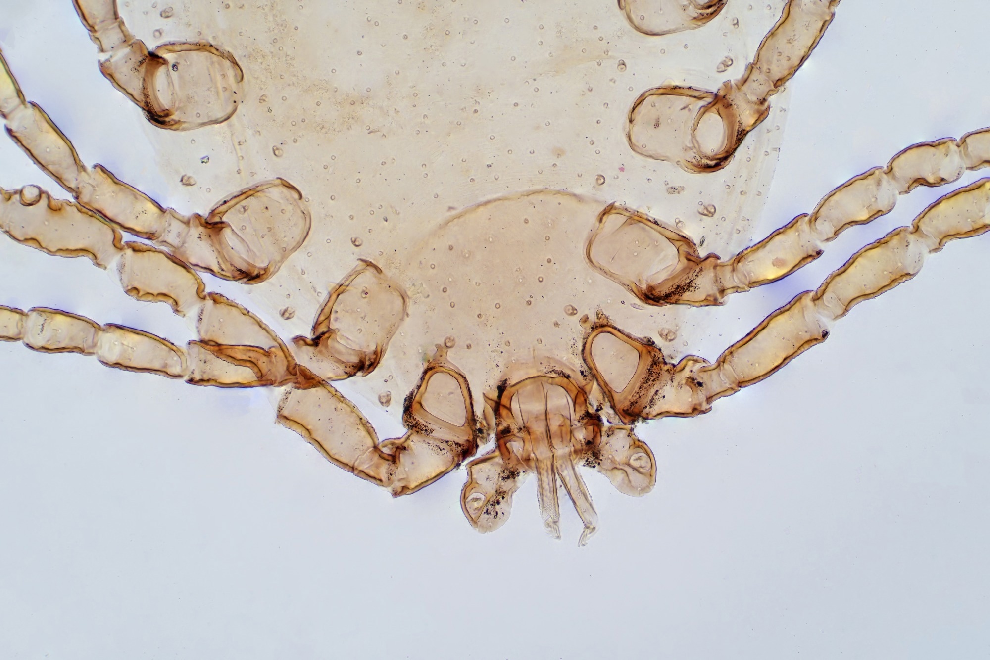 Study: The Allergy Crossroads of Subtropical Regions: Mites, Crustaceans, and the Rise of Edible Insects. Image Credit: Choksawatdikorn / Shutterstock