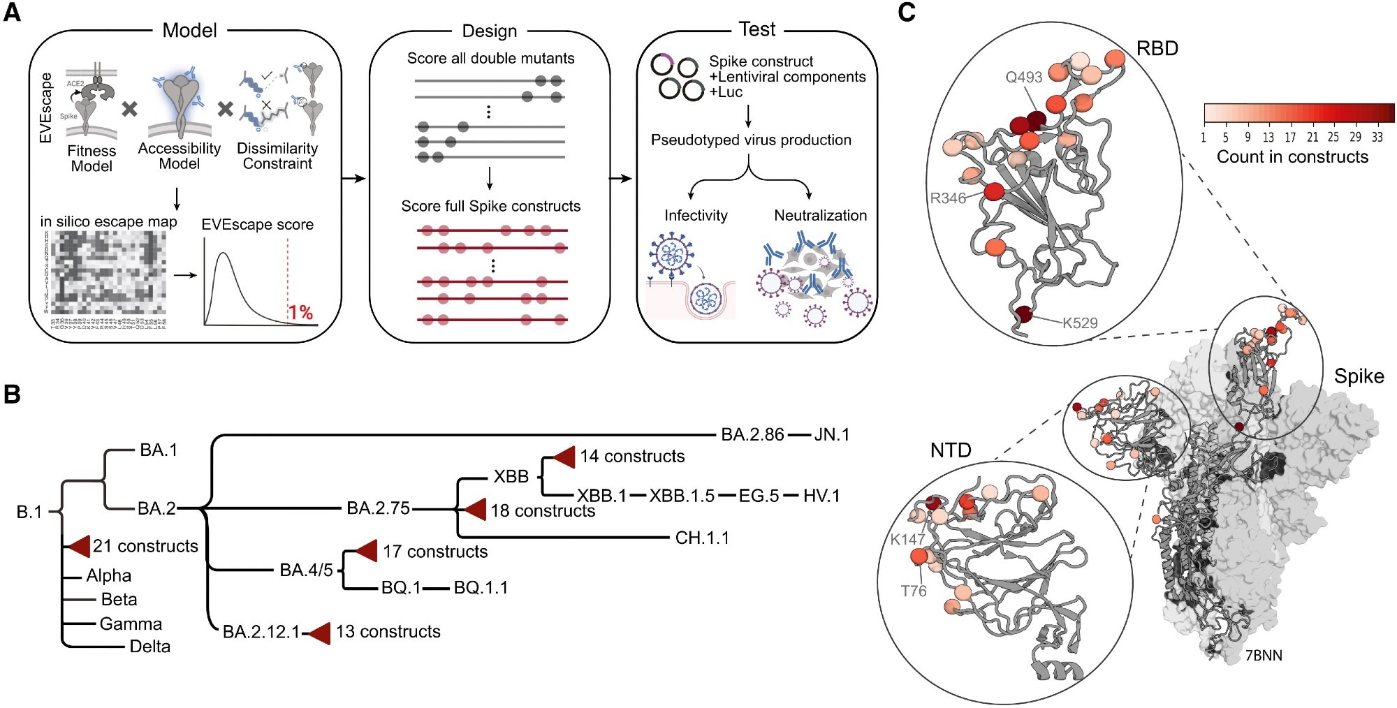 (A) Aperçu schématique de la EVE-VAX pour la conception des protéines antigéniques. Les mutants simples dans les 1% supérieurs des scores d'échappement les plus prédits ont été combinés pour générer tous les doubles mutants possibles. Les doubles mutants ont été notés et combinés pour créer des constructions multi-mutantes. Les constructions conçues ont ensuite été évaluées pour l'infectiosité et la sensibilité à la neutralisation à l'aide de tests de virus pseudotypés. Des parties de la figure ont été créées avec Biorender. (B) Cladogramme représentant des COV et des constructions conçues par calcul (triangles rouges). Les longueurs de branche sont proportionnelles à l'ordre temporel de l'émergence des variantes. (C) Les mutations à travers les 83 constructions de pointes conçues sont cartographiées sur une structure 3D représentative (PDB: 7BNN). La coloration indique la fréquence avec laquelle un résidu donné a été muté dans toutes les constructions conçues.