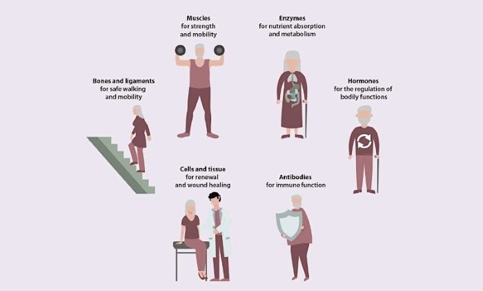 Karger Publishers publie un livre électronique à accès libre "vieillissement en bonne santé"