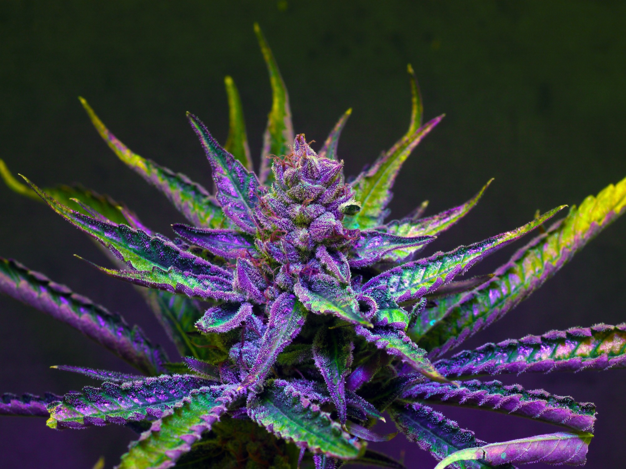 Study: Cannabis Use Among Older Adults. Image Credit: BenLJohnson / Shutterstock