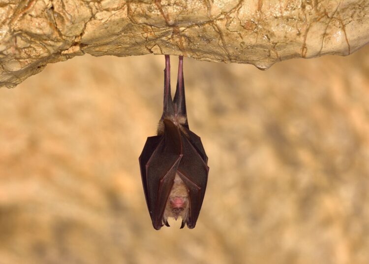 Study: The recency and geographical origins of the bat viruses ancestral to SARS-CoV and SARS-CoV-2. Image Credit: All-stock-photos / Shutterstock