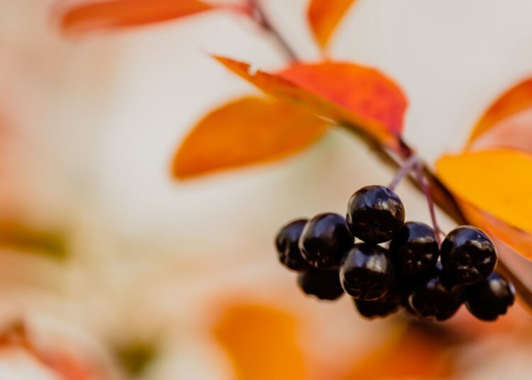 Study: Effects of two weeks of daily consumption of (poly)phenol-rich red berry fruit juice, with and without high-intensity physical training, on health outcomes in individuals with pre-diabetes mellitus. Image Credit: Flower_Garden / Shutterstock