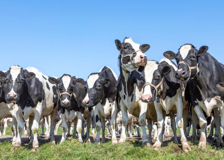 Study: A mathematical model of H5N1 influenza transmission in US dairy cattle. Image Credit: Clara Bastian / Shutterstock