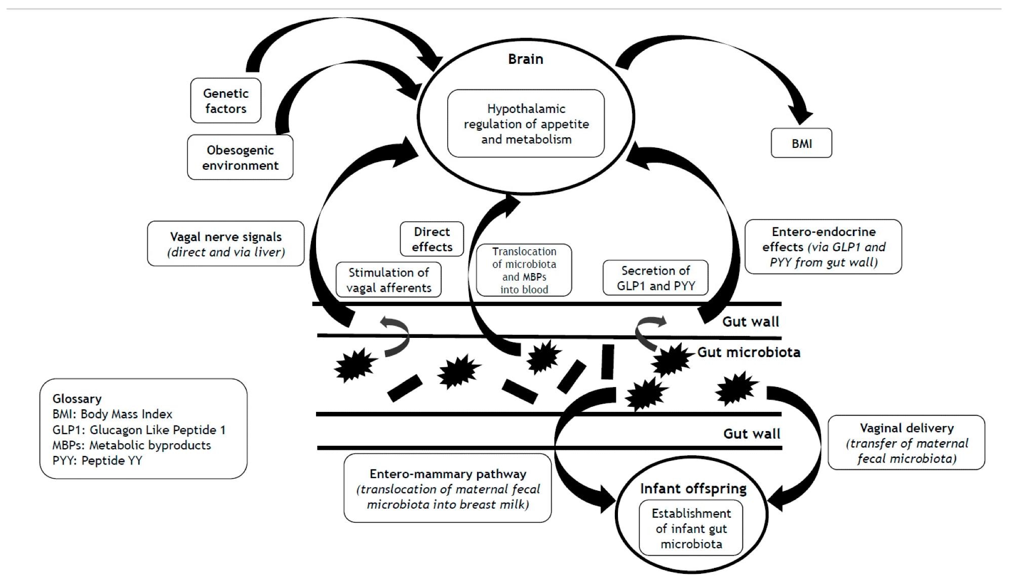 Impact of the gut microbiota on BMI via hypothalamic control of appetite and metabolism, and mechanisms that underlie the transgenerational effects of the gut microbiota on the heritability of BMI.