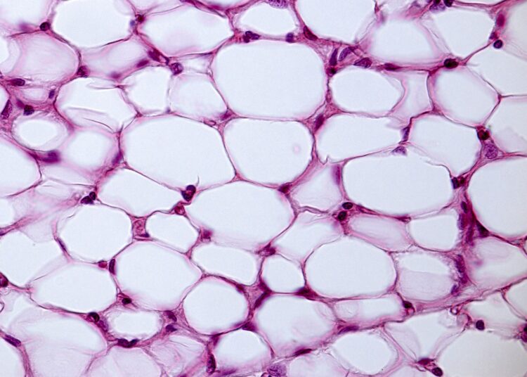 Image Credit: Jose Luis Calvo / Shutterstock