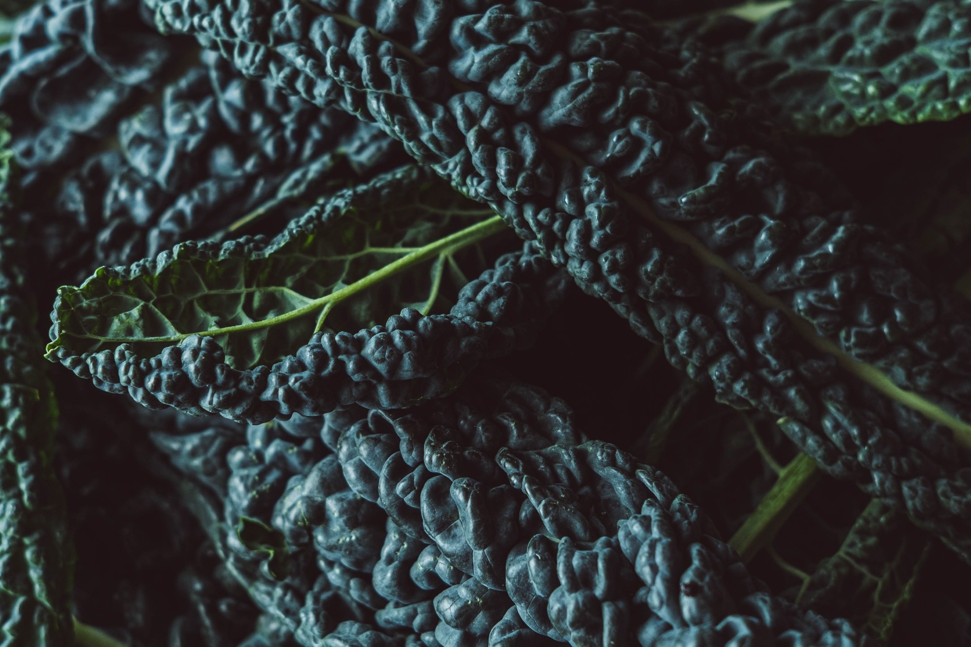 Study: Innovative approaches for the fermentation of black cabbage with improved nutritional and health-promoting traits. Image Credit: Robyn-May / Shutterstock