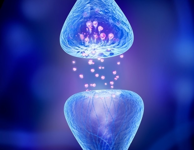 Un nouveau modèle crée une image réaliste de la façon dont les vésicules prennent en charge la transmission synaptique