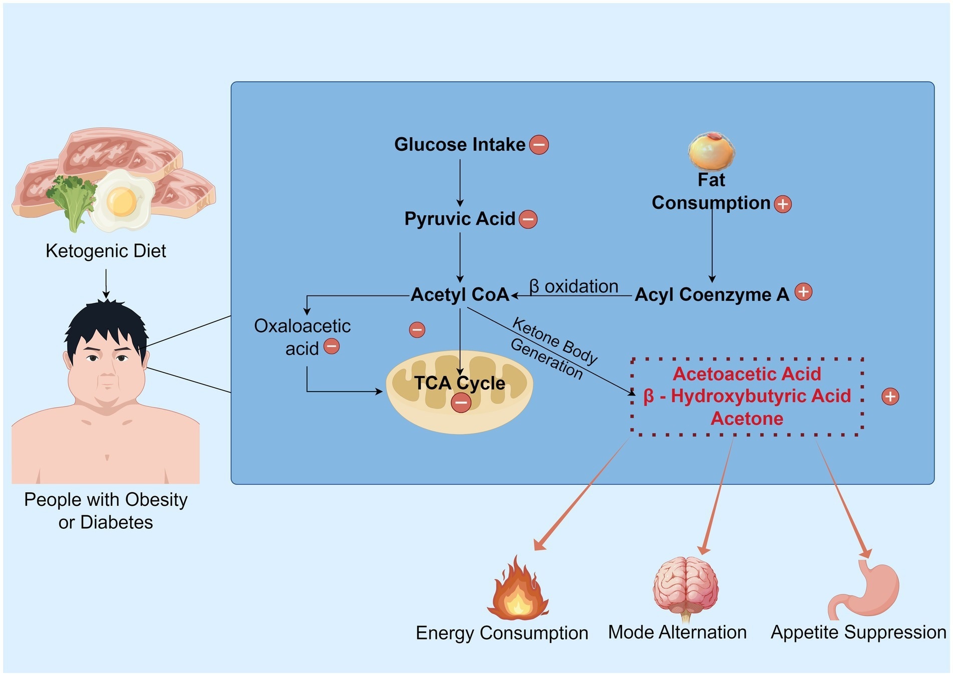 L'aperçu du mécanisme du KD. Dans des conditions métaboliques normales, le glucose sert de substrat énergétique primaire et est métabolisé en pyruvate. Ce pyruvate est ensuite converti en acétyle COA, générant de l'oxaloacétate, qui entre dans le cycle TCA pour produire de l'ATP. Cependant, dans les états alimentaires cétogènes, la synthèse de l'oxaloacétate est restreinte, entravant la progression normale du cycle TCA. Par conséquent, une consommation substantielle de graisse se produit, avec des processus tels que l'activation des acides gras et l'acétyl-CoA générant de la β-oxydation, qui favorise la production de corps cétone. Par la suite, ce processus de kétogenèse donne de l'énergie et inhibe l'appétit, tout en passant le cerveau vers un mode d'énergie «alimenté en graisses».