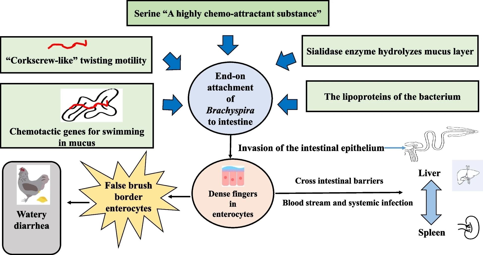 Mécanisme de la colonisation intestinale in vivo par Brachyspira spp