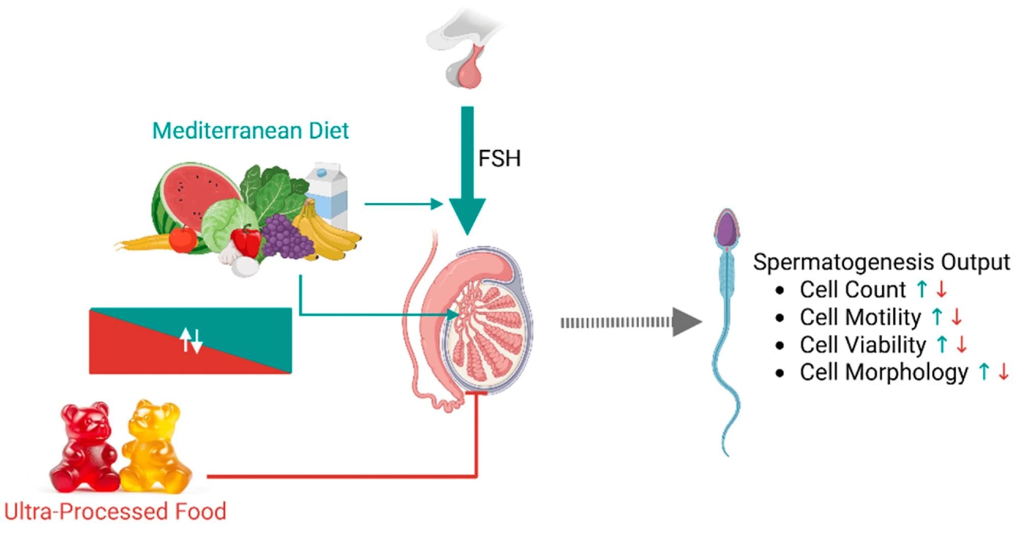 Schéma représentatif résumant les influences mécanistes possibles des modèles alimentaires sur la spermatogenèse. L'adhésion au régime méditerranéen (MD) a probablement un effet positif direct sur les différentes populations cellulaires des tubules séminifères en raison de sa composition riche en acides gras polyinsaturés et en oligo-éléments. En parallèle, la MD peut influencer positivement l'axe hypothalamique-gonadique-gonadal en améliorant la sensibilité des testicules à l'hormone stimulante des follicules (FSH) ou en réduisant la rétroaction négative au niveau central. L'apport alimentaire ultra-traité influence négativement la fonction des testicules, à la fois parce qu'elle est inversement liée à l'adhésion à la DM et en raison de la teneur réduite des facteurs de protection. Les flèches vertes et rouges indiquent, respectivement, des effets positifs et négatifs.