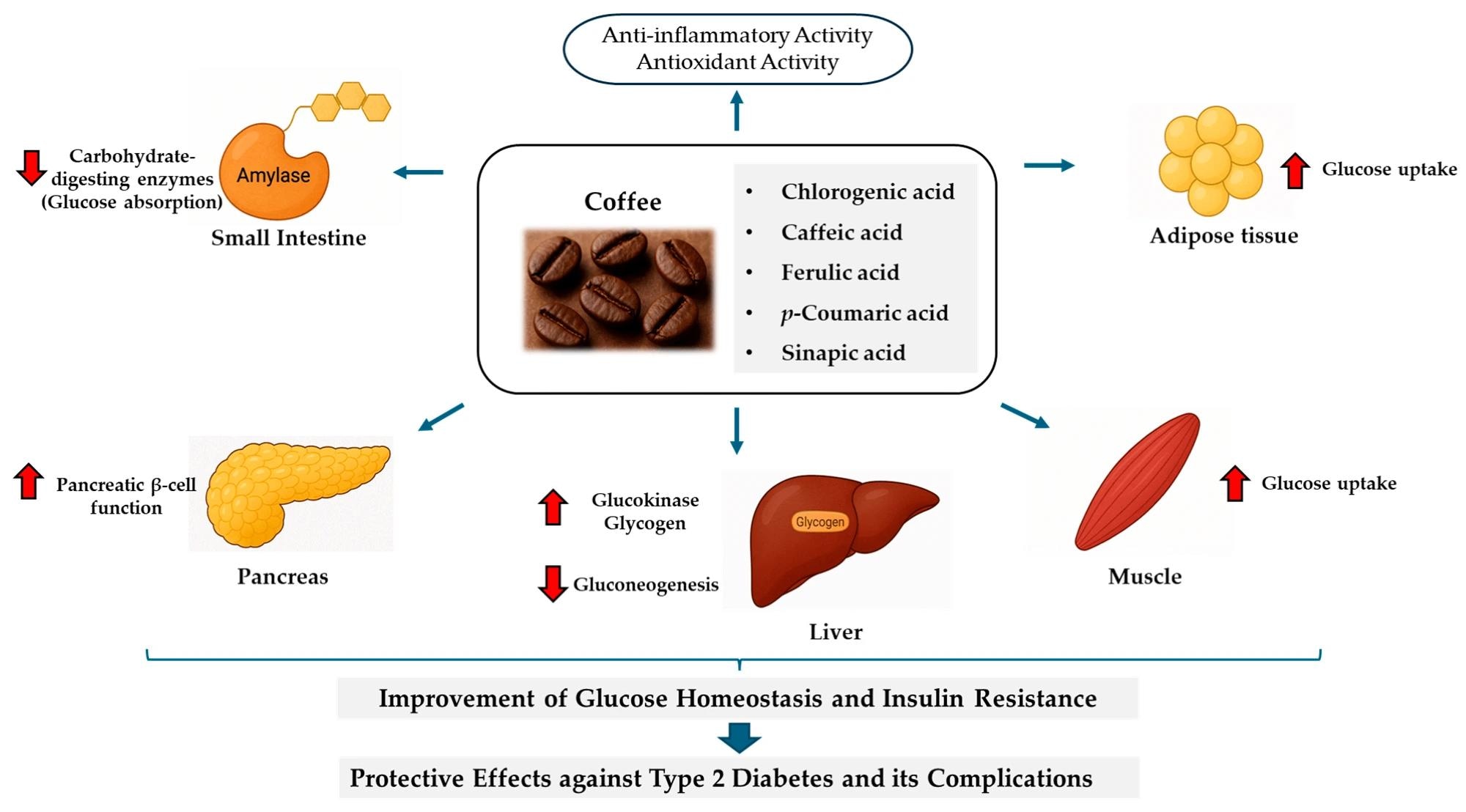 Mécanismes anti-diabétiques potentiels de l'acide chlorogénique et des acides hydroxycinnamiques apparentés. Les flèches rouges indiquent la direction: ↑ augmentation, ↓ diminution.