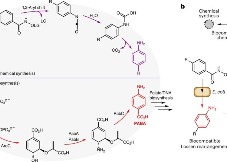 a, A comparison of strategies for C–N bond formation via Lossen rearrangement in synthetic organic chemistry or via chorismate pathways in cellular metabolism. b, The proposed merging of non-enzymatic Lossen rearrangement chemistry with cellular metabolism for sustainable synthesis and the bio-upcycling of plastic waste. LG, leaving group.