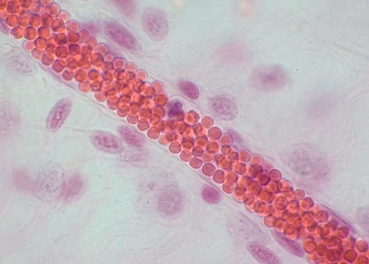 Capillary Microcirculation. Blood vessel with red blood cells, light micrograph. Haematoxylin end eosin stain