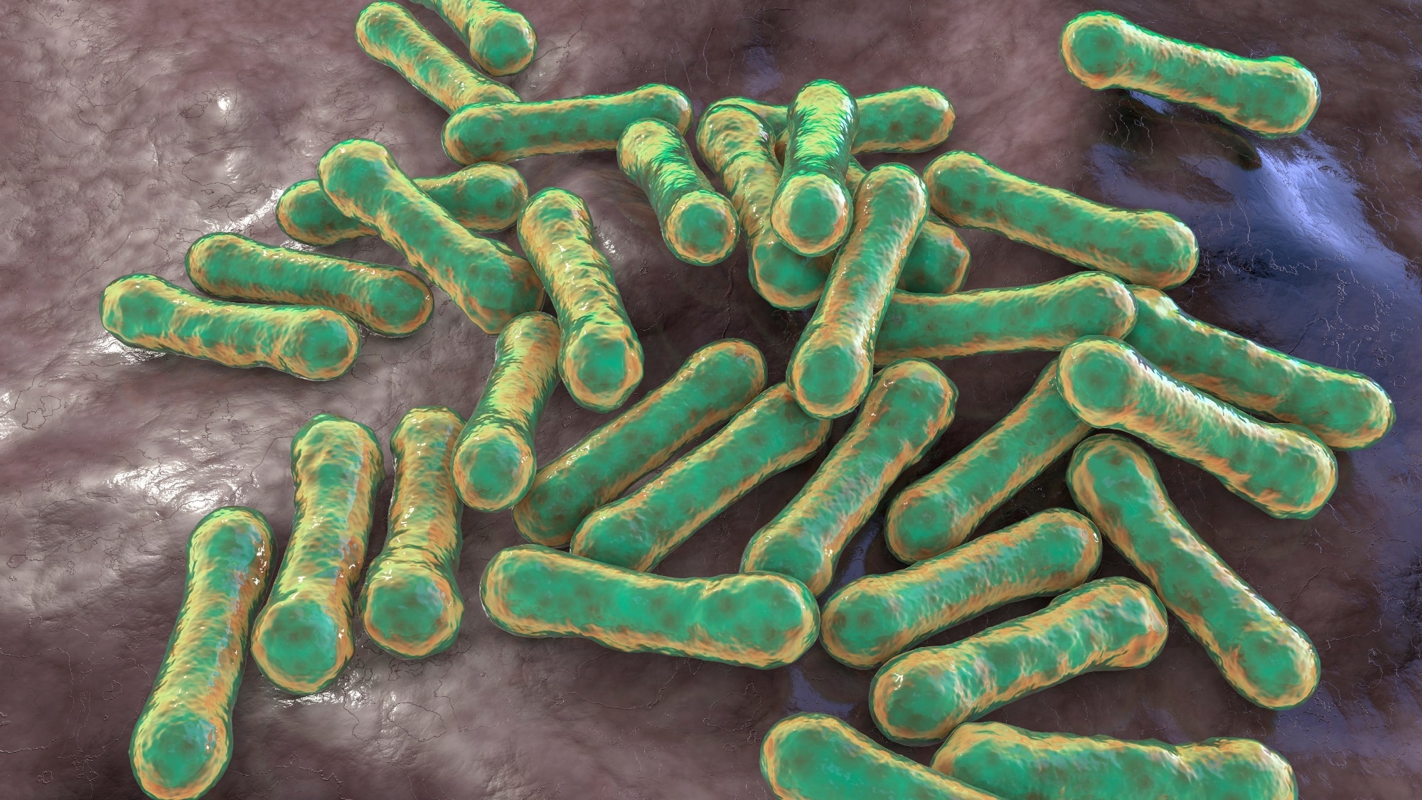 La dernière épidémie de diphtérie d'Europe a expliqué