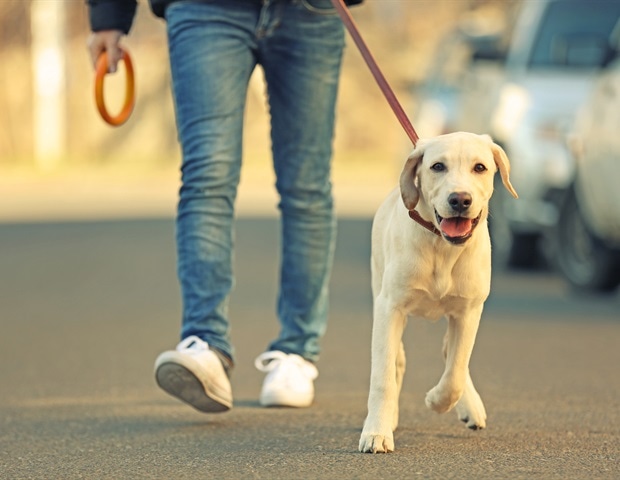 Les blessures à la main et au poignet parmi les marcheurs de chiens coûtent aux millions au Royaume-Uni