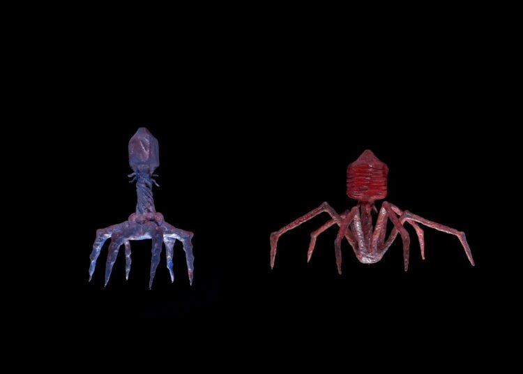 Model of bacteriophages. These are viruses that multiply inside bacteria and cause their death