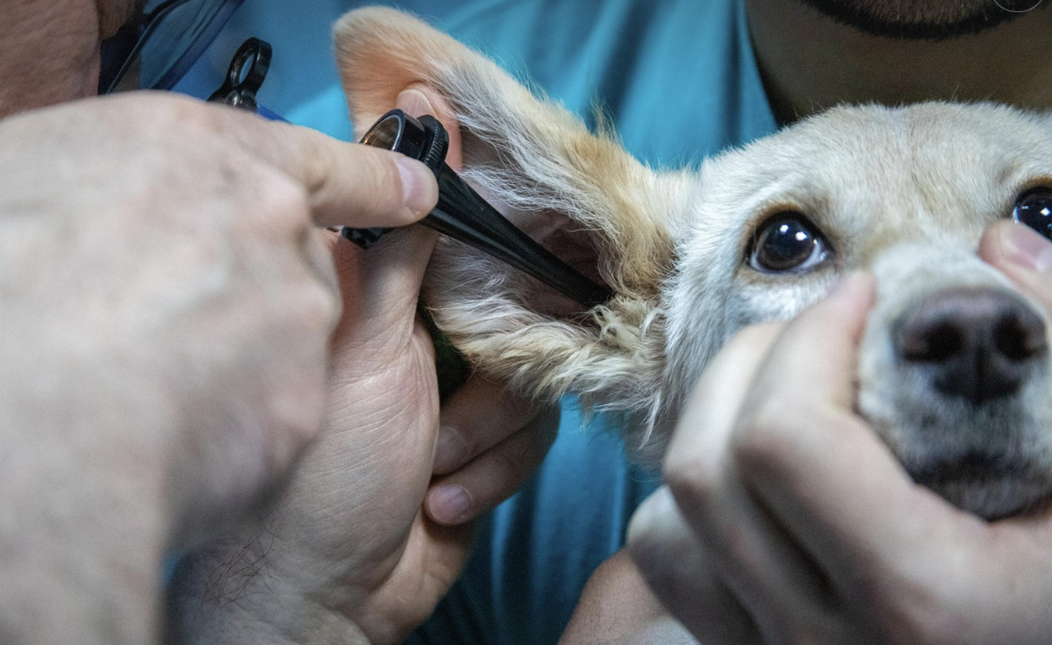 Zoonoses : les maladies transmises par le chien à l’homme