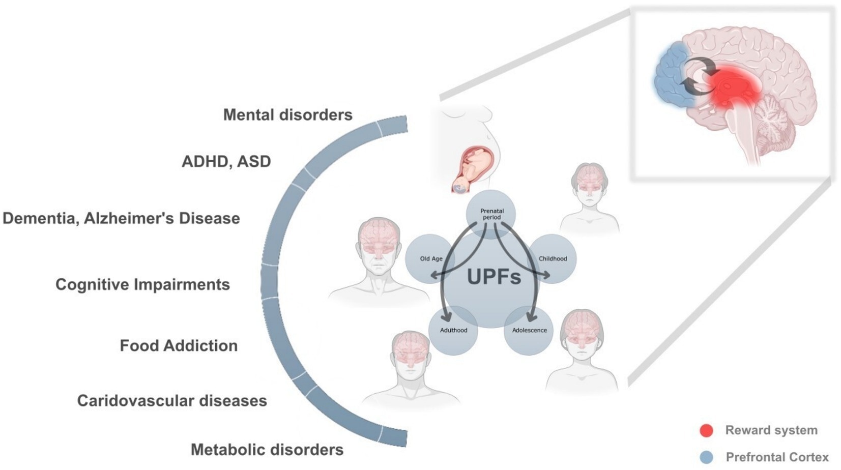 L'impact permanent et intergénérationnel des aliments ultra-traités (UPF) sur la santé et le neurodéveloppement. Cette figure illustre les effets profonds et cumulatifs de la consommation UPF à travers différents stades de vie, la période prénatale, l'enfance, l'adolescence, l'âge adulte et la vieillesse, mettant en évidence leur rôle dans un large éventail de troubles neurodéveloppementaux, métaboliques, cardiovasculaires et cognitifs. Les flèches interconnectées soulignent comment l'exposition aux UPF à une étape peut amplifier les risques pour la santé à des stades ultérieurs, créant un cycle continu et renforçant des résultats de santé défavorables.